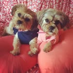 Daisy & Penny - @daisymaepennygwen - Instagram