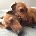 Daisy & Penny - @daisynpenny - Instagram
