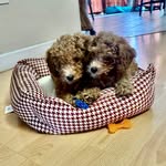 Daisy & Penny - @doodle_twinsies - Instagram