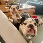 Daisy & Penny - @daisy_and_penny - Instagram
