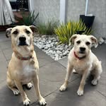 Daisy & Penny - @meximutts_daisypenny - Instagram