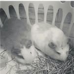 🌼Daisy & Penny ⭐️ - @daisy_and_penelope_guineapigs - Instagram