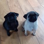 Daisy and Penny - @daisy_and_penny_pugslife - Instagram