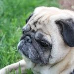 Daisy and Penny - @theportlypugs - Instagram