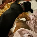 Daisy and Penny - @daisypennylola - Instagram