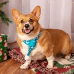 Daisy and Penny The Corgis - @corgis_daisy_and_penny - Instagram