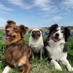 Daisy, Duke, & Penny - @austindogtrio - Instagram