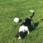Daisy, Penny - @penny.the.pup__daisy.the.doog - Instagram