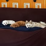 Daisy, Penny & Choco - @the_3_amidogs - Instagram