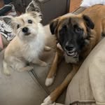 Daisy, Penny, & Scout - @sprinkle_of_pups - Instagram