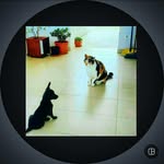 🐕‍🦺DAISY 🐈PENNY & 🐇TRUDY - @daisy_penny_e_trudy - Instagram