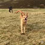 @daisy_penny_the_yellow_labs_ - Instagram