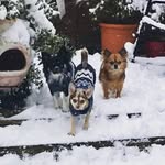 Daisy, Reo & Penny - @the_3_chis_xx - Instagram