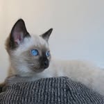 Daisy, Rosco & Penny - @daisy_rosco_penny_siamese - Instagram
