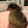 daisy&penny - @pennyanddaisyy - TikTok
