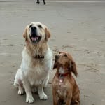 Danny, Daisy & Penny - @lifeofdannydaisyandpenny - Instagram