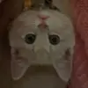 Hannah - @daisypennyrip - TikTok