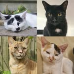 Marley, Luther, Princess Daisy & Penny Black - @marley_luther_daisy_penny - Instagram