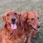Penny & Daisy - @pennyvsdaisy - Instagram