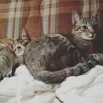 Penny, Daisy & Zeus - @pennydaisyzeus - Instagram