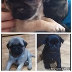 Pugs - @daisy_penny_pugs - Instagram