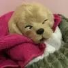 Daisy💗 - @daisy.theperfect.petz - TikTok