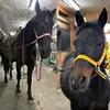 Perfect & Daisy - @perfect.and.daisy - TikTok
