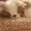 purfect...petz - @daisy..perfect..petzz - TikTok