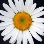 Daisy Petals - @daisy.petals.547 - Instagram