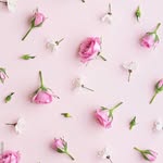 Daisy Petals Boutique - @daisypetalsboutique - Instagram