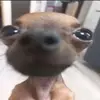daisypeters815 - @daisypeters815 - TikTok