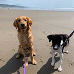 Daisy Petersen 🌼 - @daisy_p_the_golden - Instagram