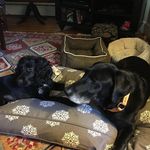 daisy peterson - @daisytheenglishcockerspaniel - Instagram
