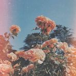 Daisy Pham - Facebook