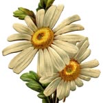 daisy - @daisy.pia_craft - Instagram