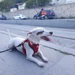 Daisy Pia - @baska.birevrenden - Instagram