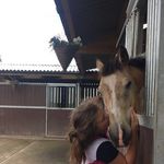 Daisy Pickering - @goldieeventing - Instagram