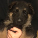 Daisy Pickering - @puppys_are_fab_xx - Instagram