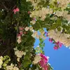 🦋Daisy 👑 - @daisy.pinzon5 - TikTok