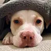 ChampagnePittyDaisy - @pittydaisy - TikTok