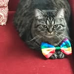 Daisy Boo Westcott-Pitt - @daisyboooo_thecatofficial - Instagram