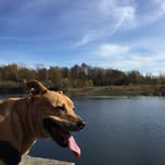 Daisy - @daisy.the.pitt - Instagram