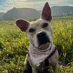 Daisy - @daisy.thepittiemix - Instagram