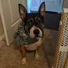 Daisy - @daisythepitt - TikTok