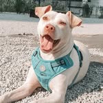 Daisy The Pink Pittie - @daisythepinkpittie - Instagram