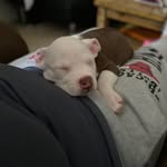 Daisy The pitt - @daisybabythepitt - Instagram