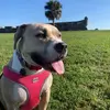 DaisyPit - @daisypitt0 - TikTok