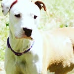 @daisypittie - Instagram