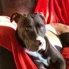 pittdaisy - @pittdaisy - TikTok