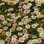 Paper Daisy Place - @paperdaisyplace - Instagram